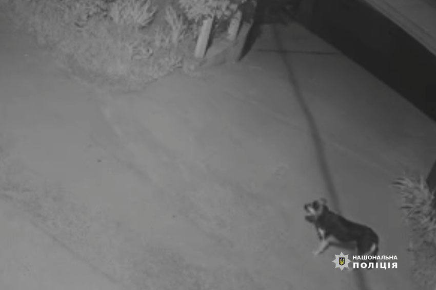 Потерпіла собака. Фото: поліція Києва