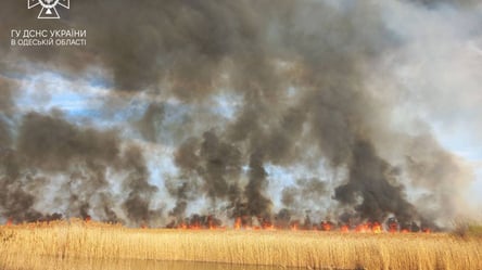В Одесской области горят поля: какие последствия - 285x160