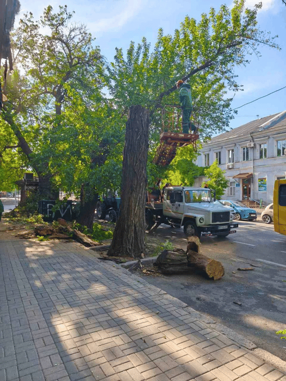 Наслідки негоди — в Одесі від вітру впали 10 дерев - фото 3