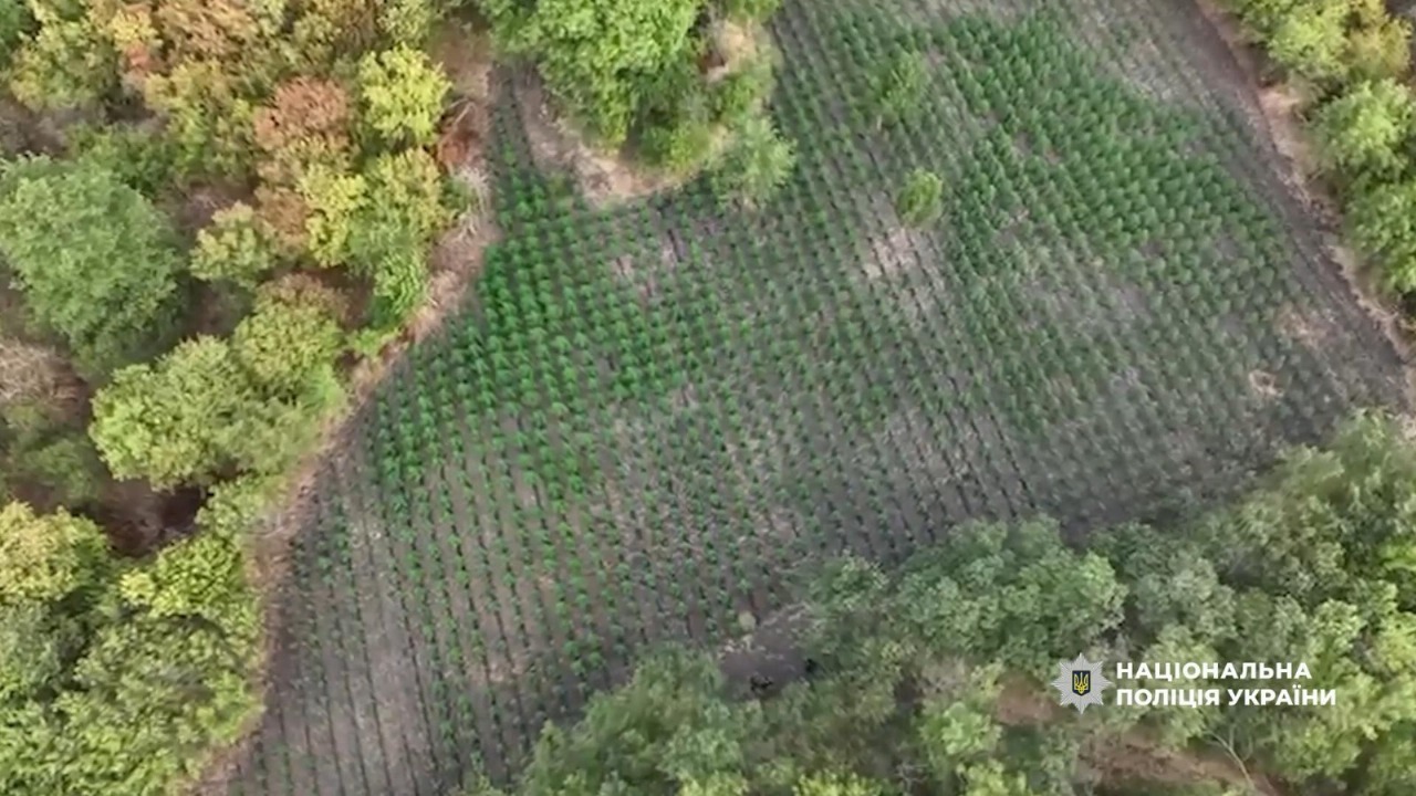 Поліцейські виявили конопляні поля на Одещині — відео - фото 1