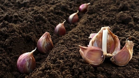 Идеальное укрытие для чеснока — как сохранить урожай зимой - 285x160