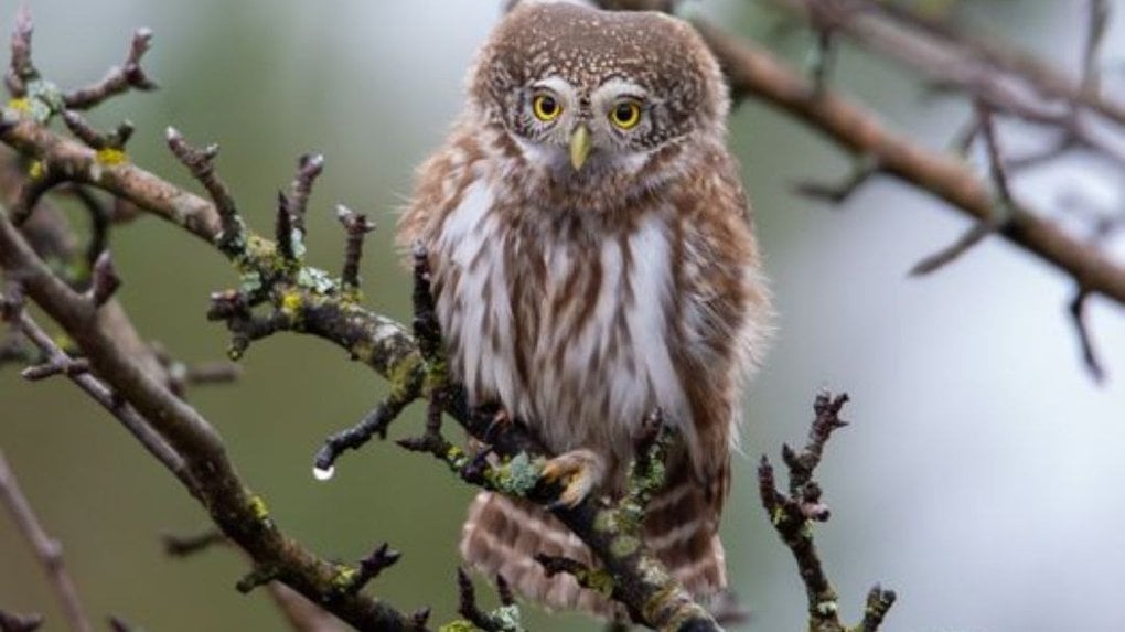У Чорнобилі мешкає рідкісний хижак