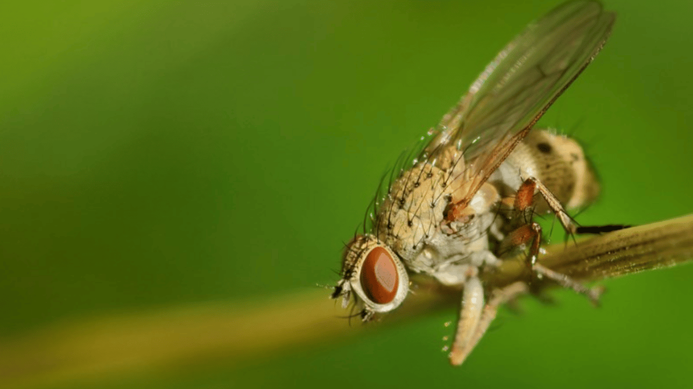 Цибулева муха — як вона шкодить врожаю, як позбутися і захистити свій город
