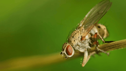 Як швидко та ефективно позбутися цибулевої мухи на городі — поради для дачників - 285x160