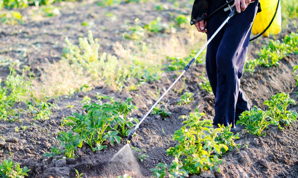 Удобрение картошки