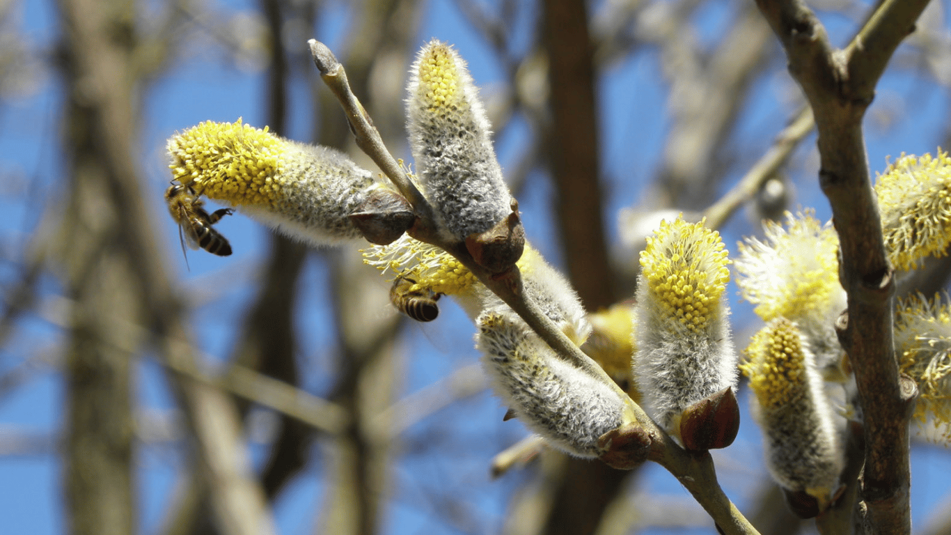 Верба козяча (Salix caprea)