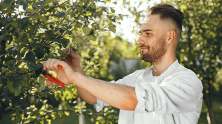 Как правильно обрезать грушу осенью — советы для богатого урожая - 285x160