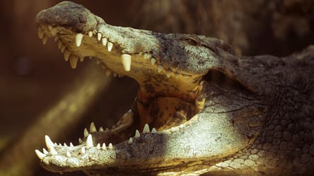 У Єгипті знайшли істоту, яка пережила динозаврів — що відомо - 285x160