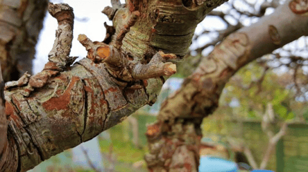 Тріскається кора на фруктових деревах — як зупинити проблему - 285x160