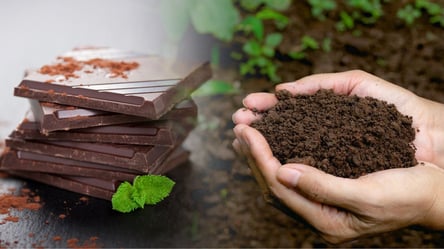 Що буде, якщо використати шоколад як добриво для рослин — відповідь вас здивує - 290x166