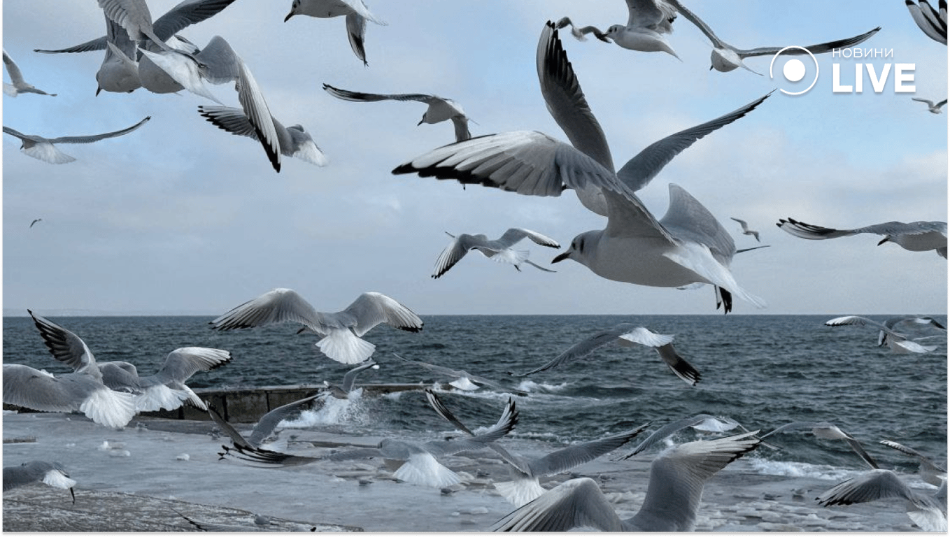 Зимова краса на пляжі Одеси