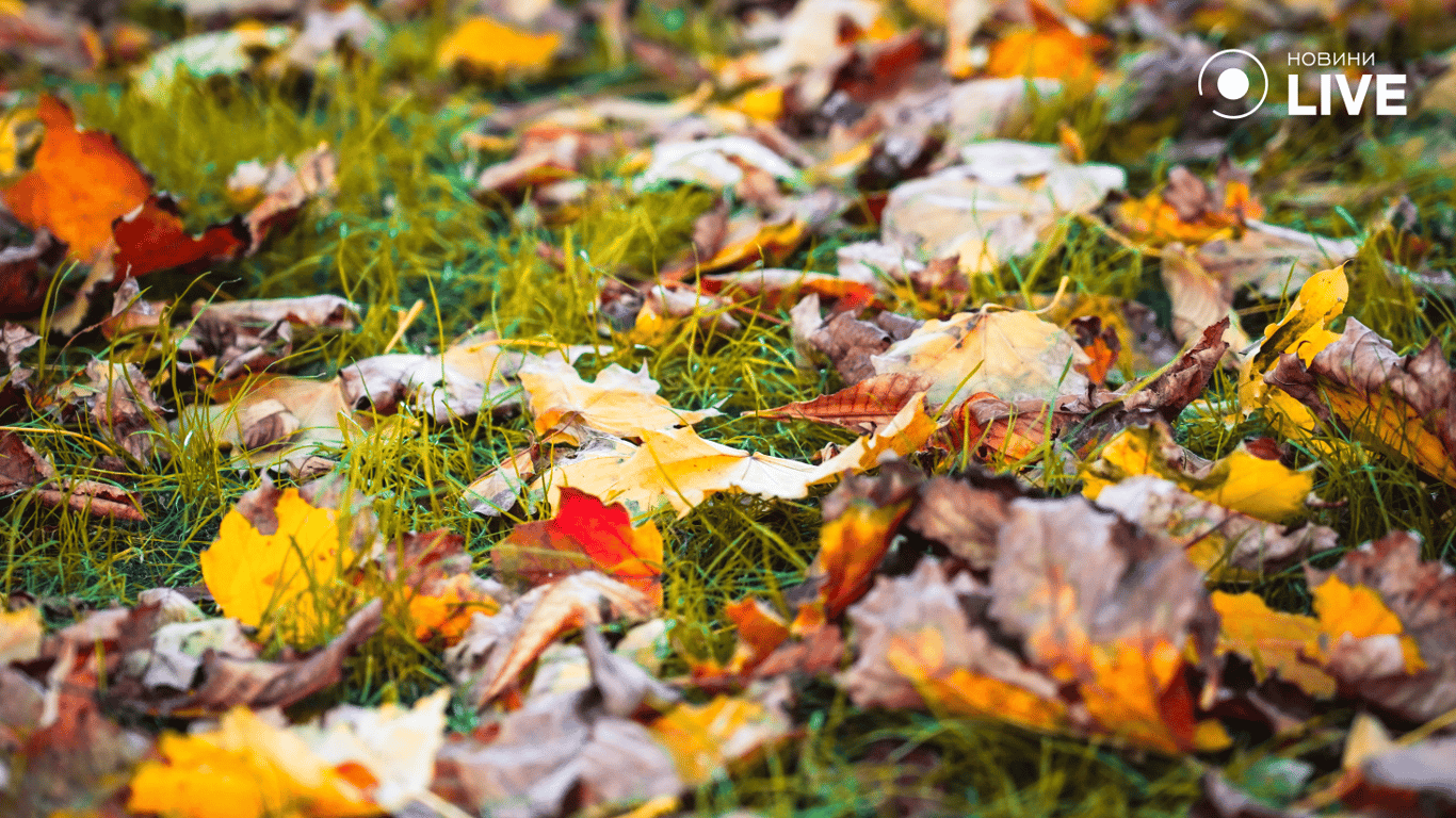 Золотые и багровые краски — осенняя Одесса в фотографиях Новости.LIVE - фото 13