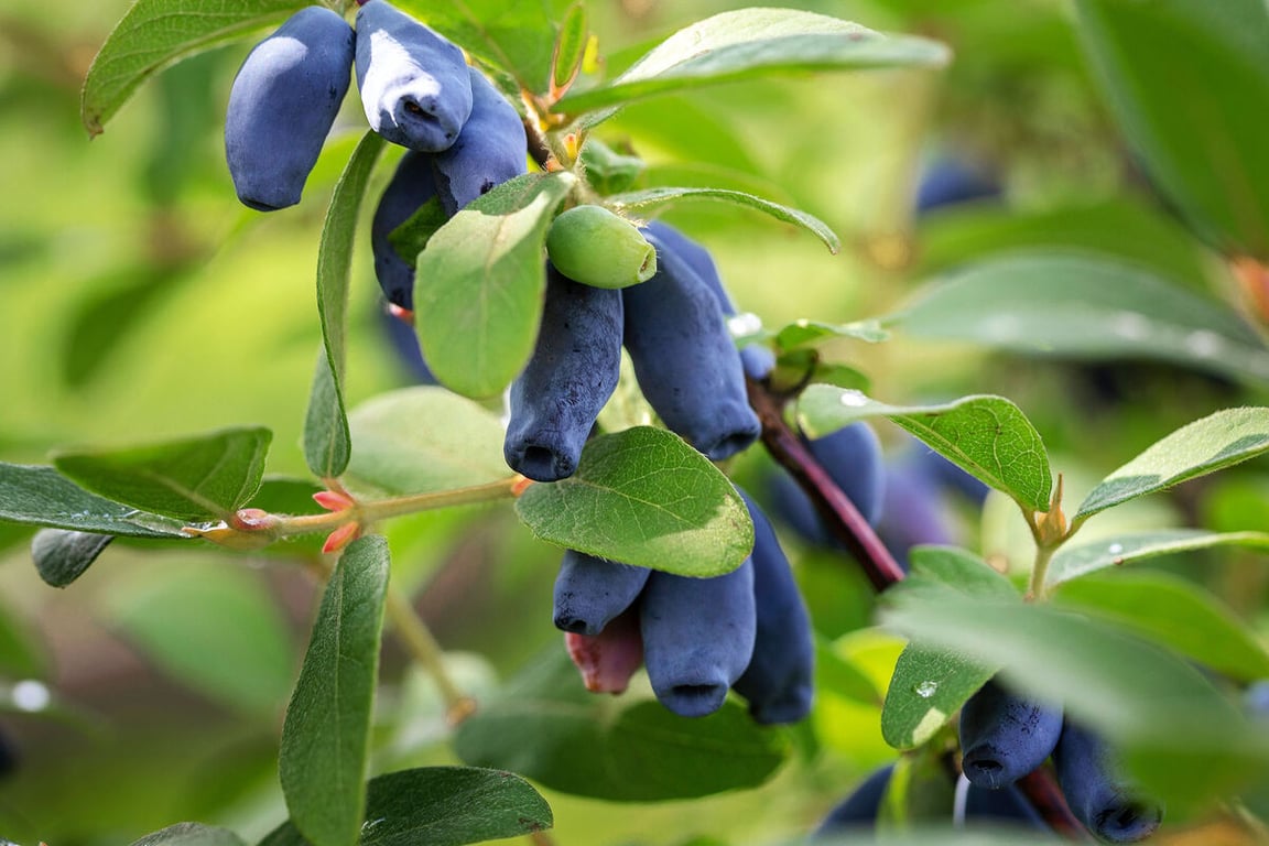 Яка харчова цінність жимолості