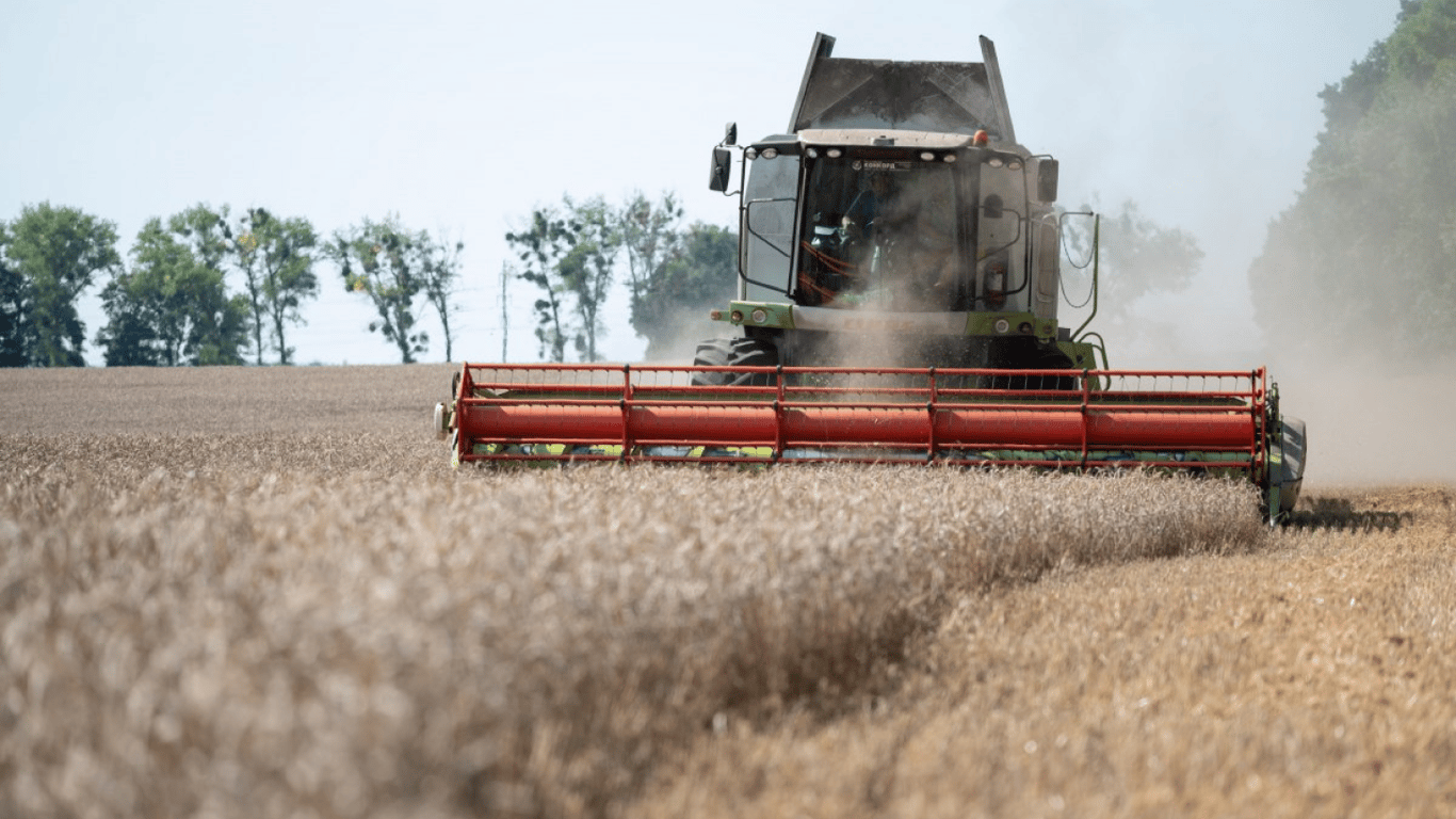 Ціни на зернові в Україні станом на 28 червня 2024 року — скільки коштує тонна пшениці