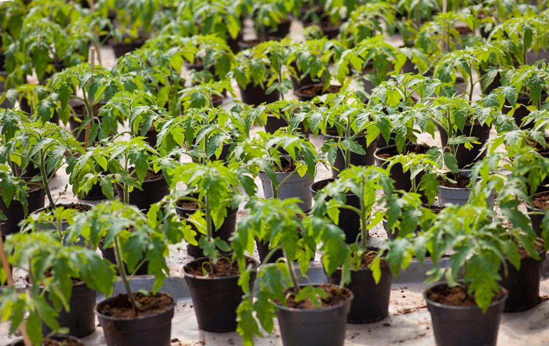 Вялая рассада помидоров