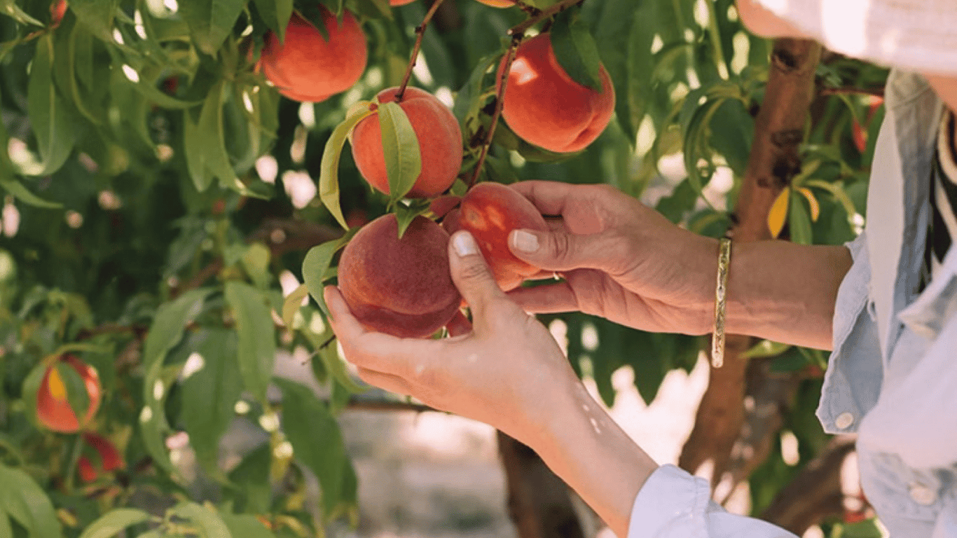 Найкращий сорт персиків в Україні — який посадити в саду