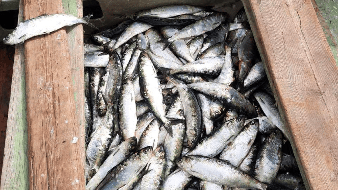 Виловив риби на пів мільйона гривень — на Одещині викрили браконьєра