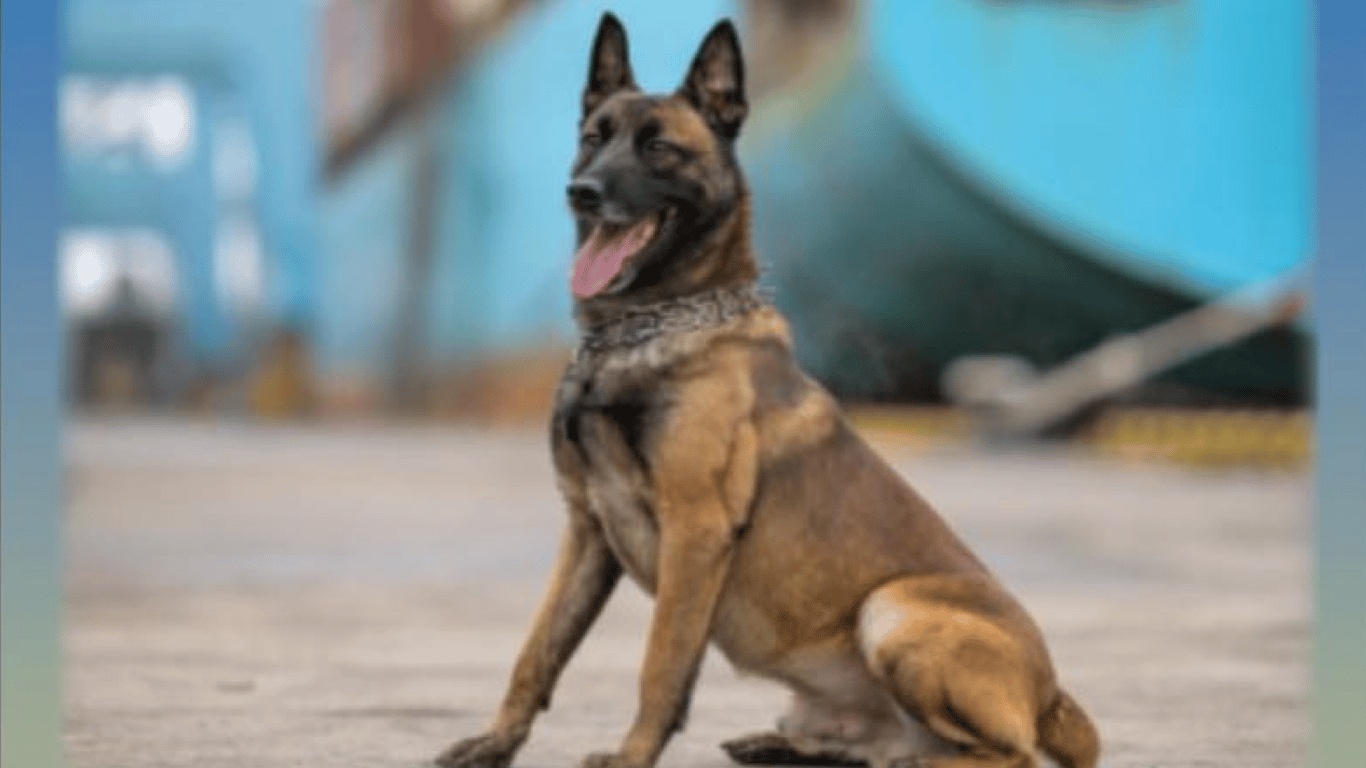 На Одещині встановили пам’ятний знак собаці, який загинув унаслідок удару РФ