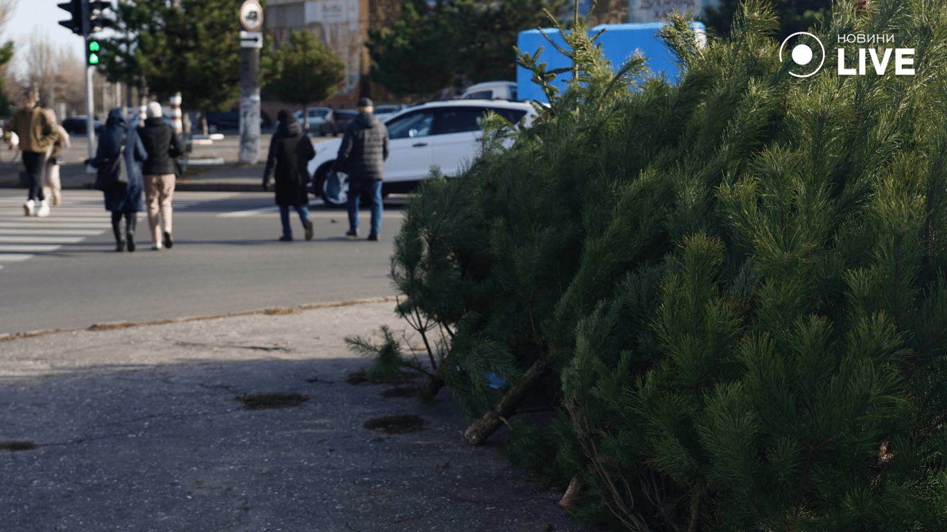 Скільки коштують ялинки в Одесі у 2025 році — огляд локацій - фото 6