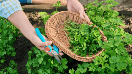 Зелень будет полна витаминами: когда и как сеять укроп и петрушку в мае 2023 - 285x160