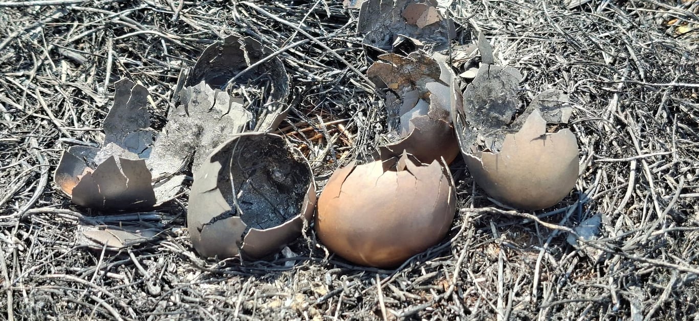 На Одещині пожежа знищила рідкісні степи біля лиману Хаджидер - фото 3