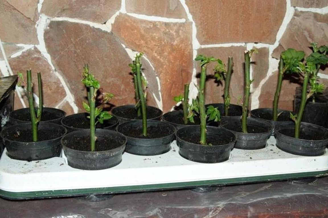 Как правильно вырастить розу из букета – каким образом укоренить розы