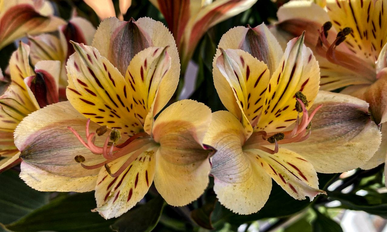 Цветы красивой альстромерии.