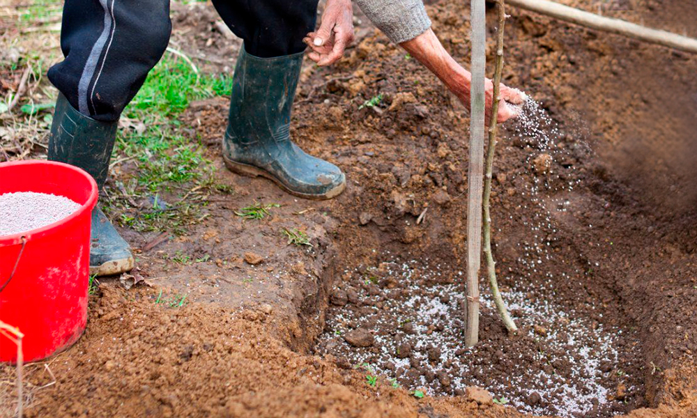 Подкормка дерева