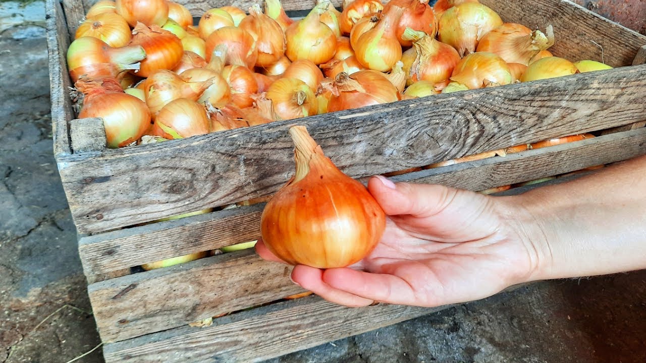 Де зберігати цибулю