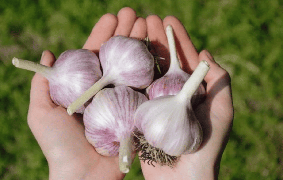 Несколько головок чеснока в руках