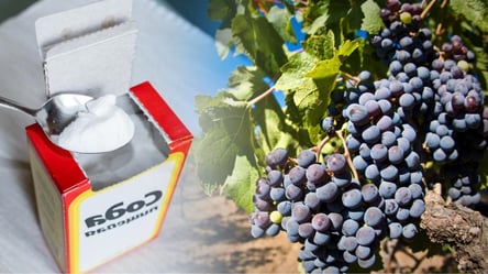 Про це ви точно не знали — як врятувати врожай винограду, додавши просту соду - 285x160