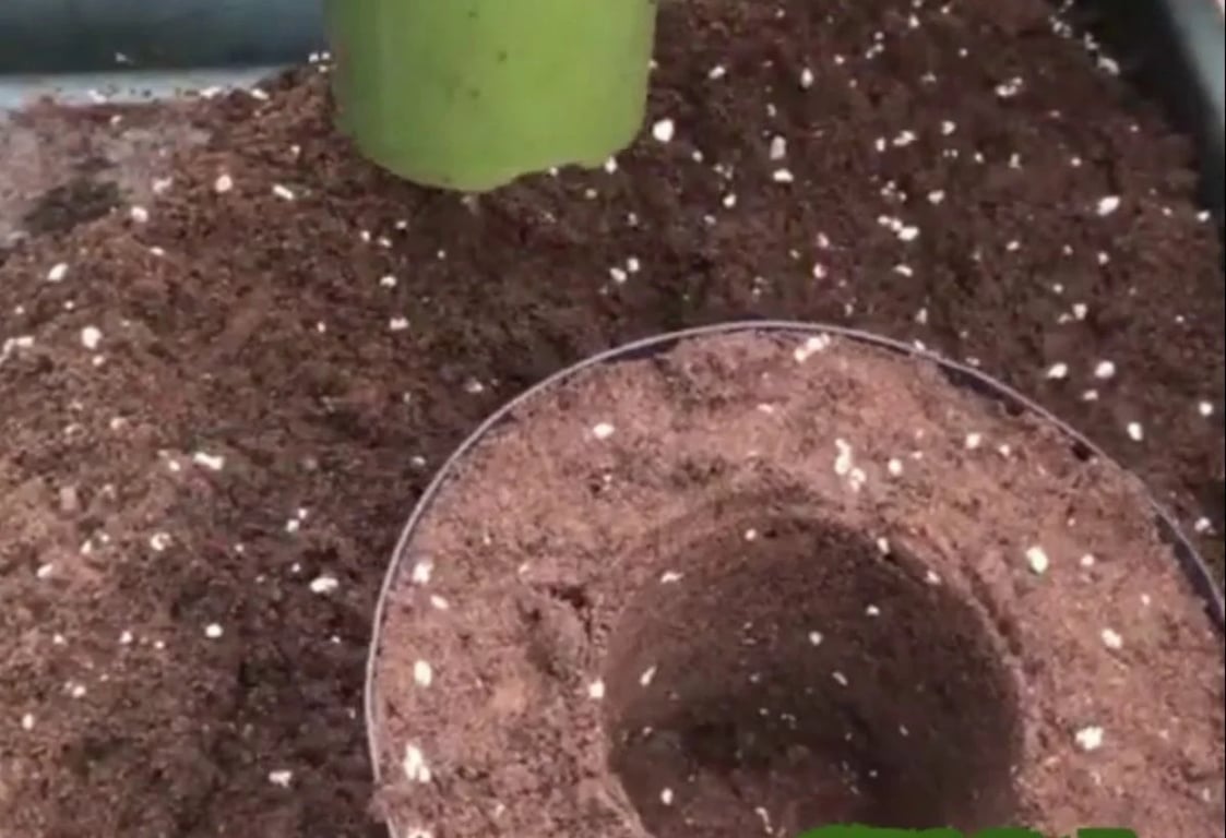 Як пересадити кімнатну рослину