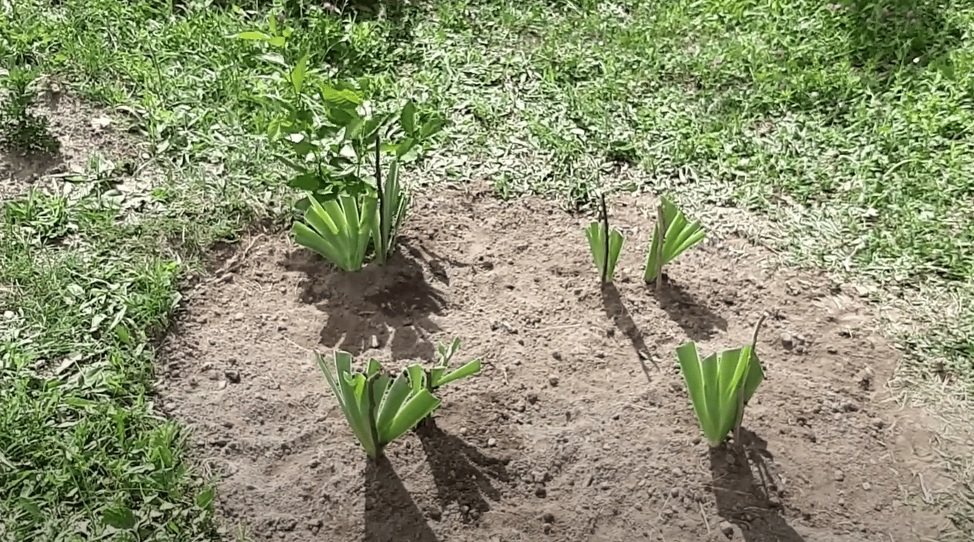 Пересаженные ирисы в саду