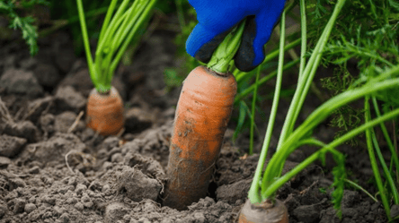 Посадите це поруч із морквою — врожай знищиться миттєво - 285x160