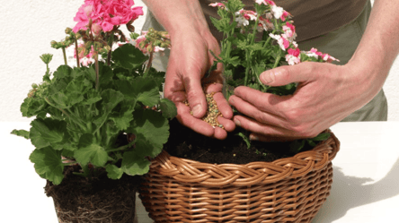 Як оживити пеларгонію взимку — працює краще за добрива - 285x160