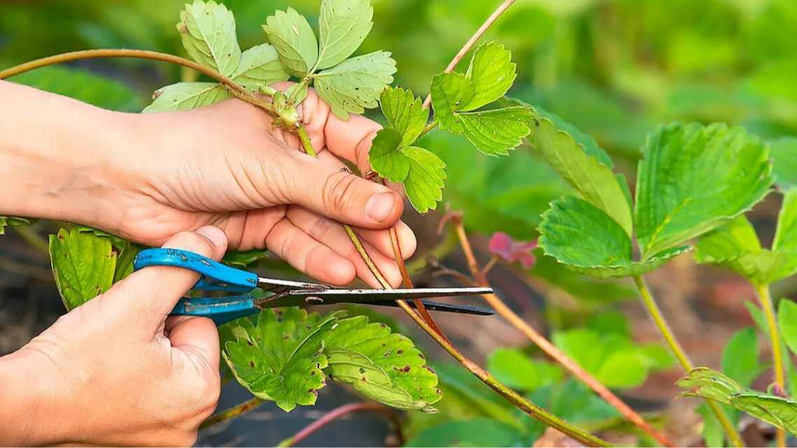 Обрезка усов у клубники