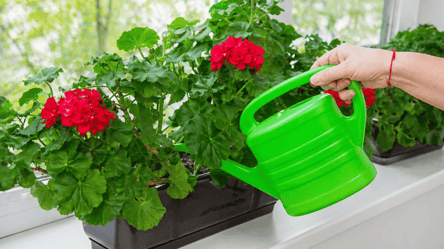 Полейте герань этой водой: растение будет цвести без остановки - 285x160