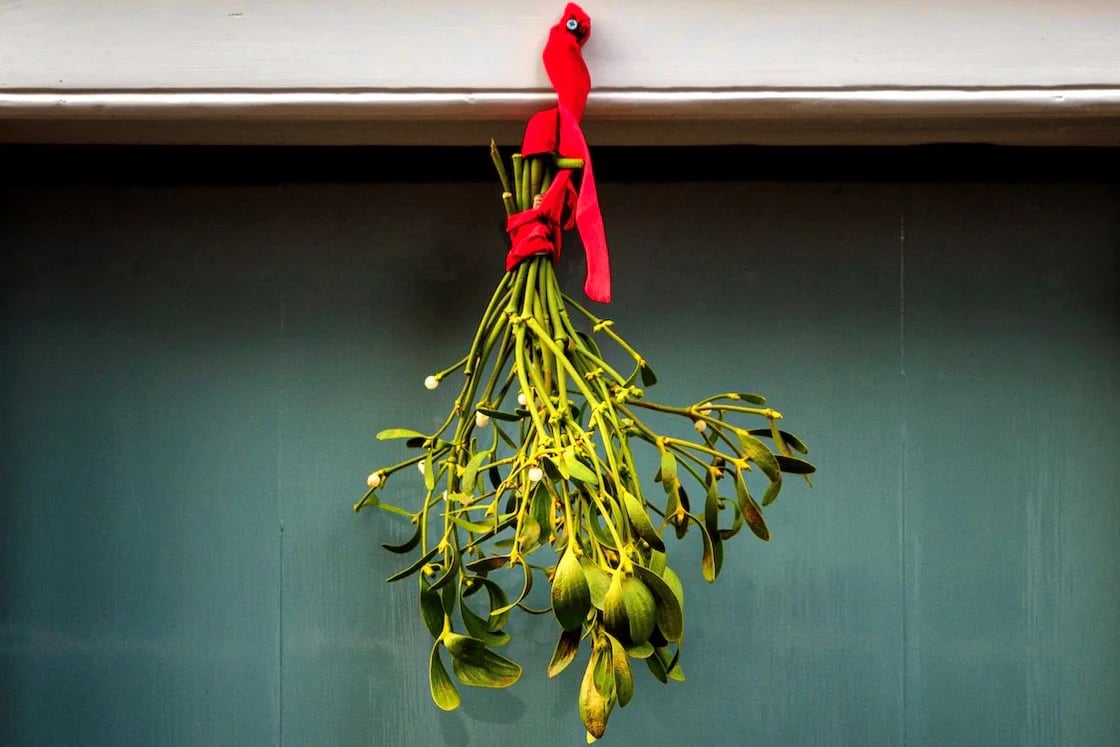 Чим омела небезпечна для людей та тварин