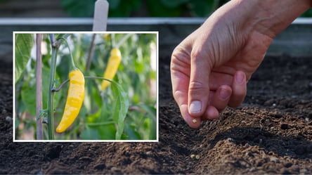 Найкращі сорти гострого перцю: екзотичні та мають пікантний смак - 285x160