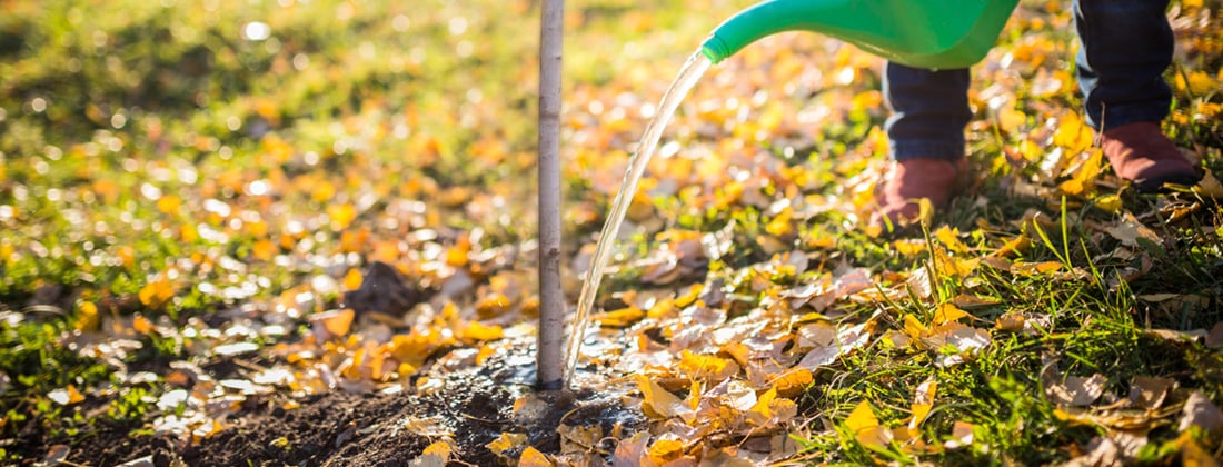 Полив дерева