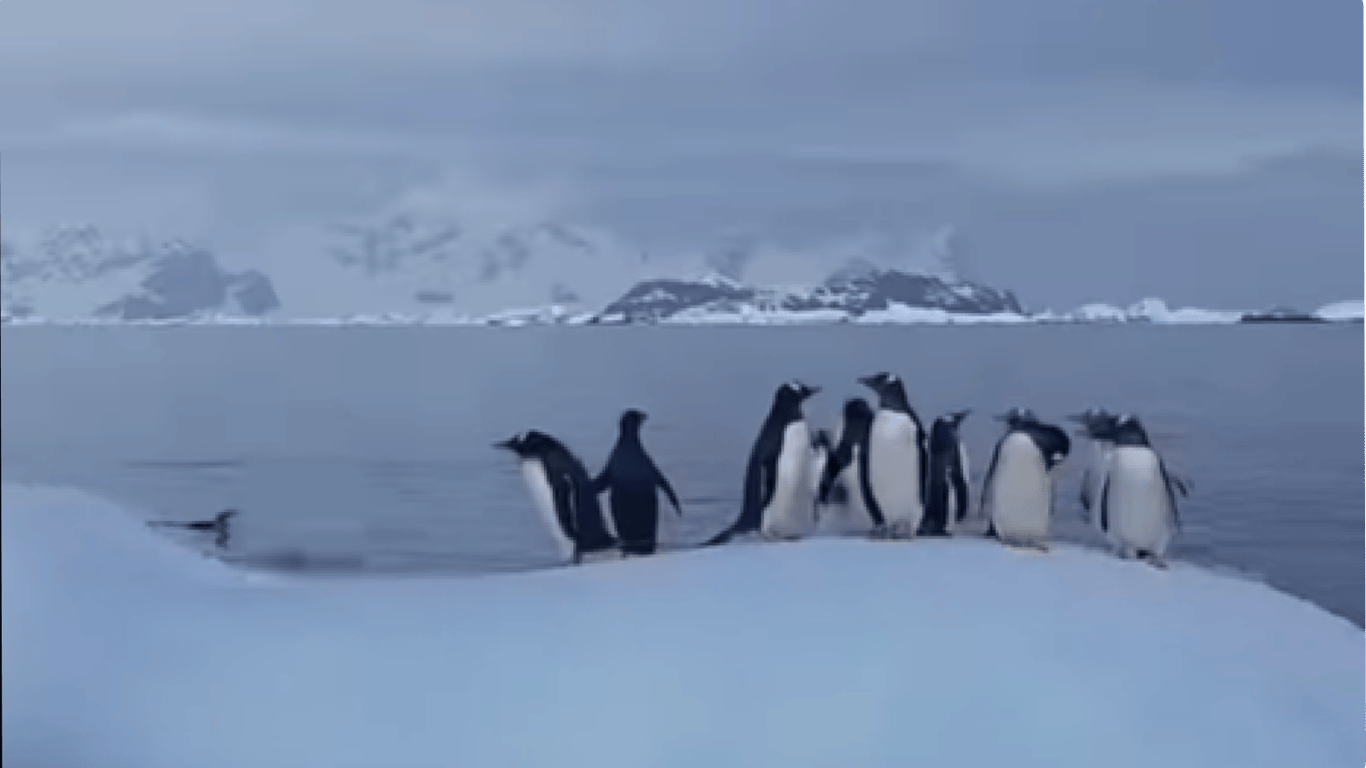 В Антарктиці пінгвіни вигадали для себе цікаву забавку — полярники показали відео