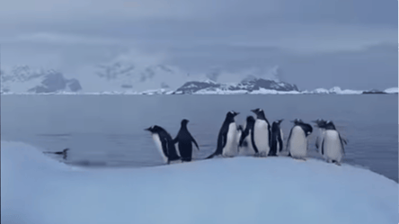 В Антарктиці пінгвіни вигадали для себе цікаву забавку — полярники показали відео - 285x160