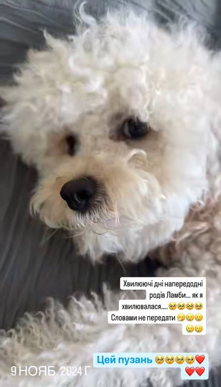 Собака Лілії Ями