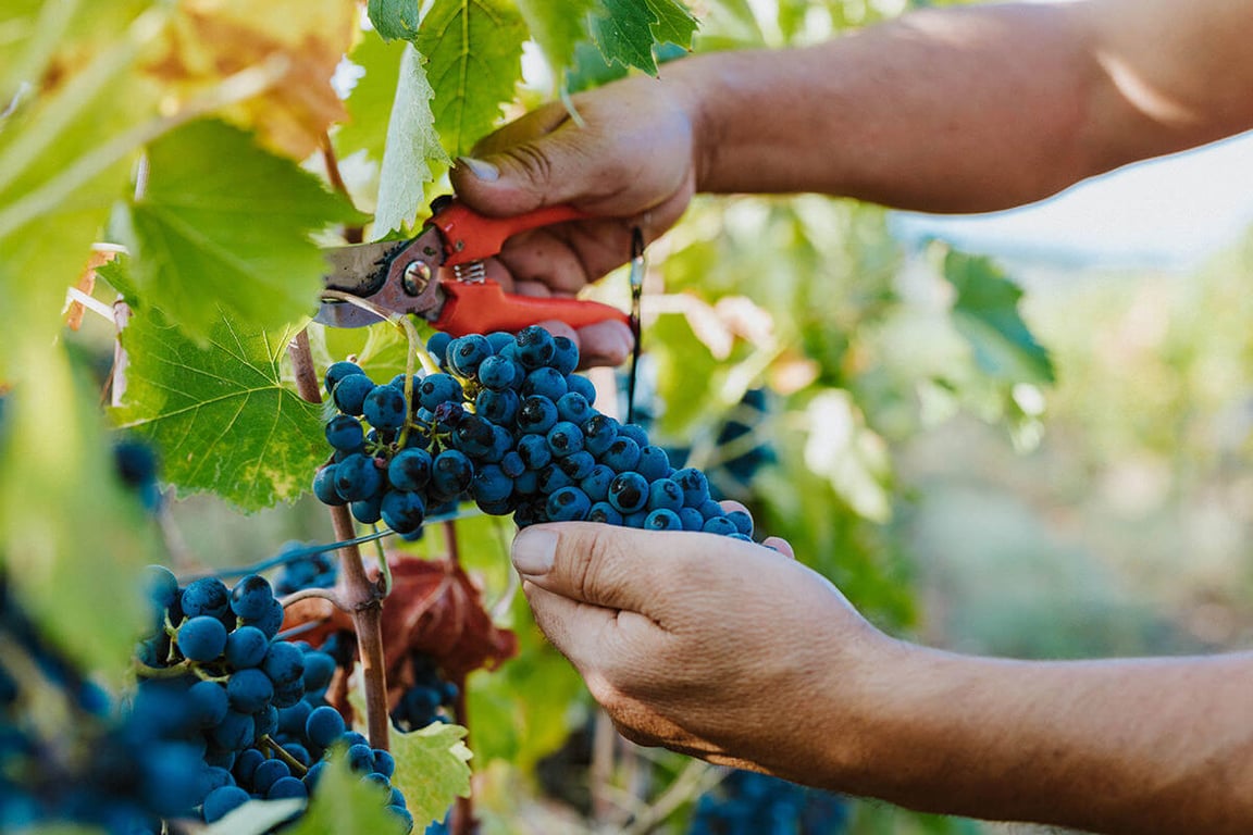 Які сорти винограду без кісточок дадуть найбільший та найсолодший врожай