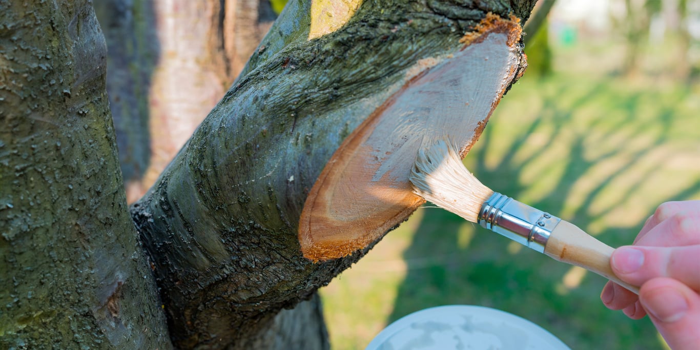 Що таке садовий вар і чому його потрібно використовувати