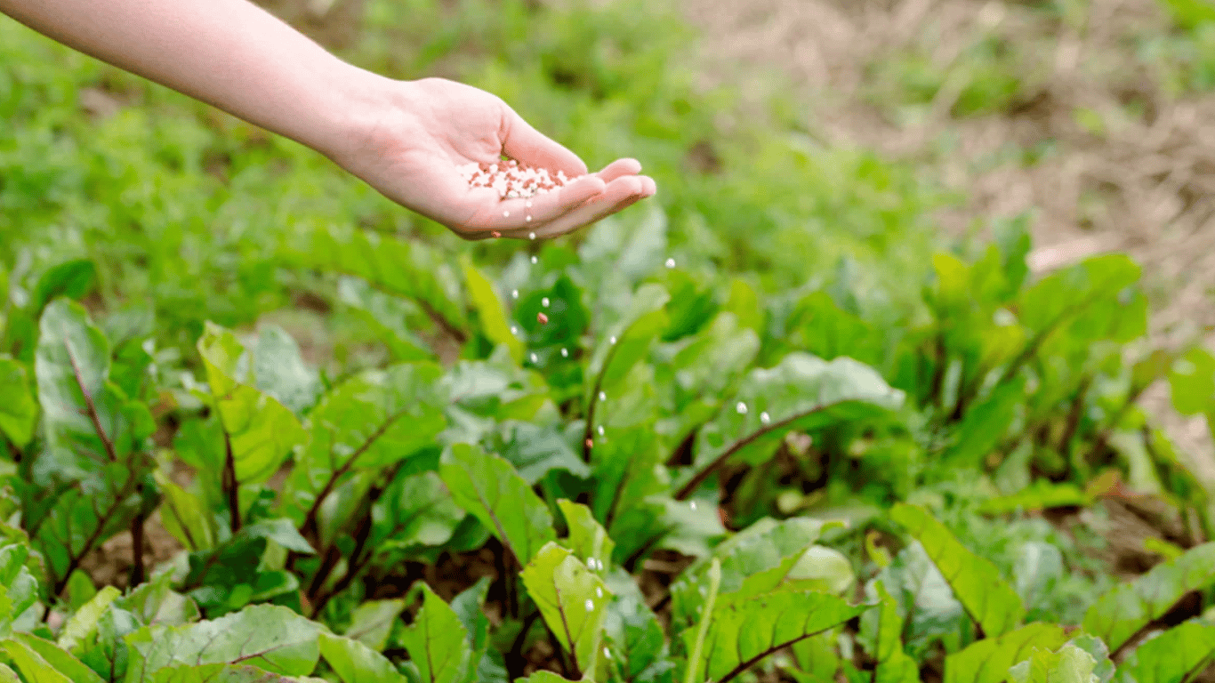 Удобрение для свеклы