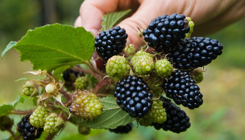 Спелая и неспелая ежевика на ветке