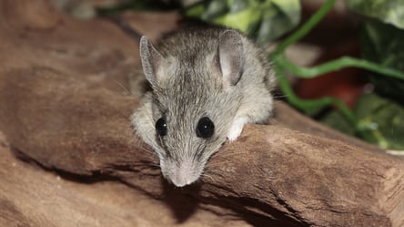 Миші зникнуть за ніч — як очистити погреб без отрути та пасток - 285x160