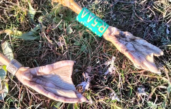 На Одесщине нашли мертвой краснокнижной птицы - подробности - фото 3