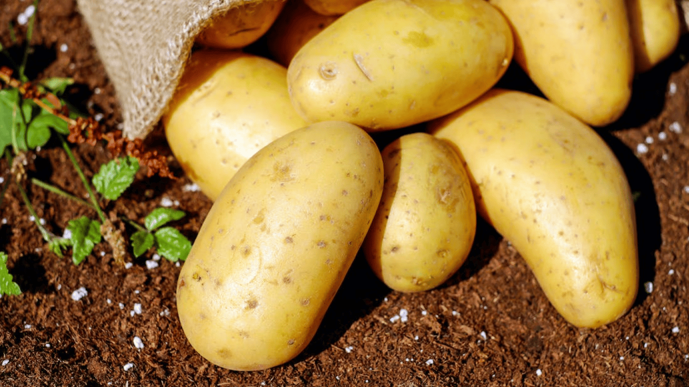 Как получить большой урожай картофеля?